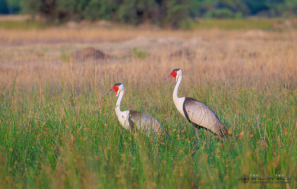 Wattled Crane