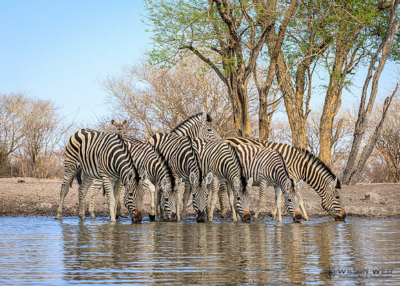 Burchell's Zebra