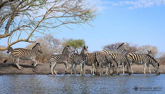 Burchell's Zebra