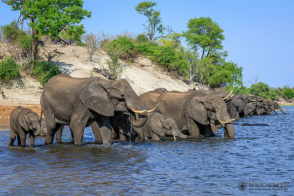 Elephant