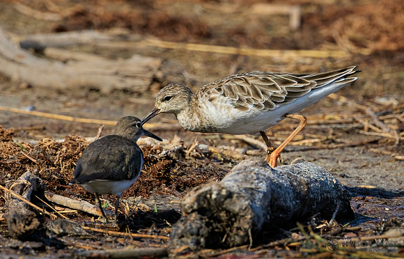 Common Sandpiper