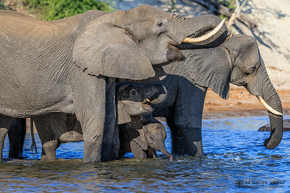 Elephant