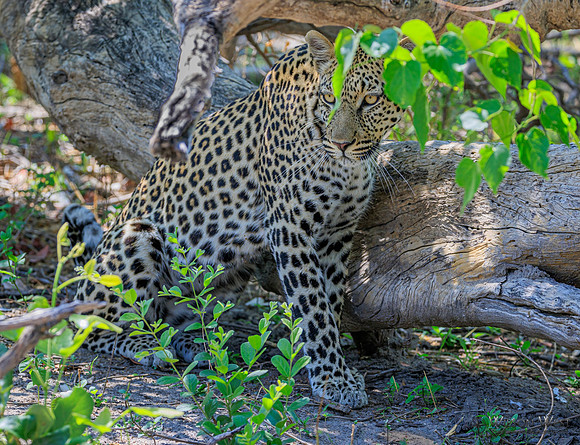 Leopard