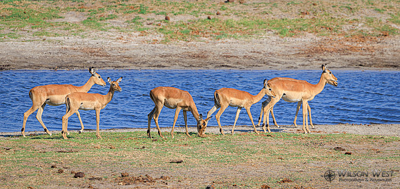 Impala