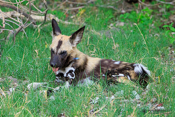 African Wild Dog