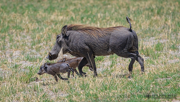 Warthog
