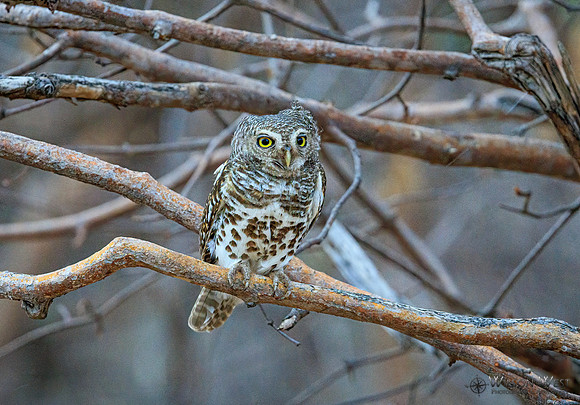 African Barred Owlet
