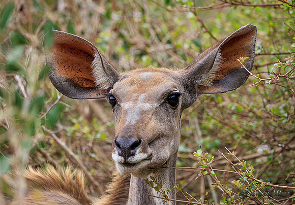 Greater Kudu