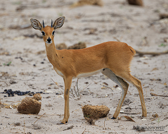 Steenbok