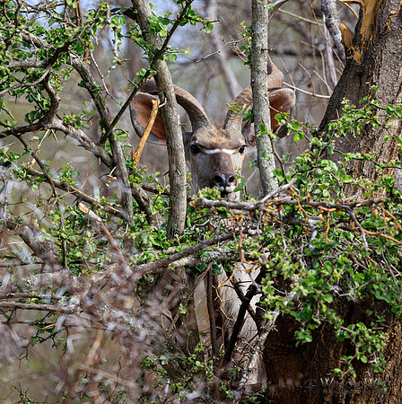 Greater Kudu