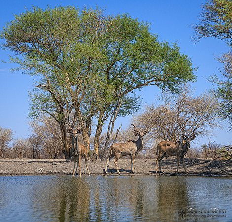 Greater Kudu