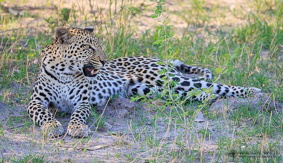 Leopard