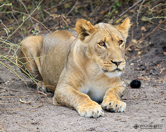 Lion
