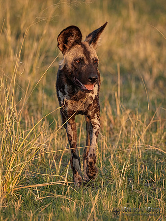 African Wild Dog
