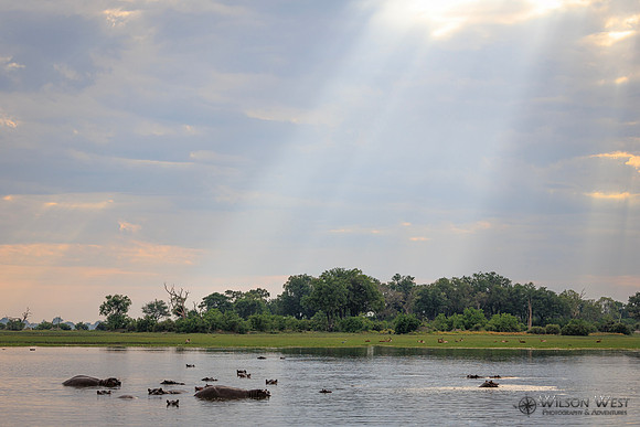 Sun Rays, Hippopotamus
