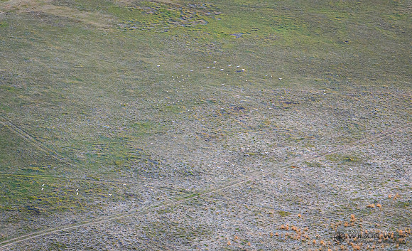 Okavango Delta Helicopter