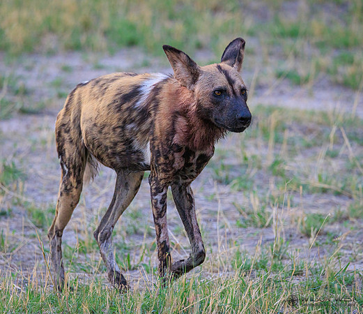 African Wild Dog