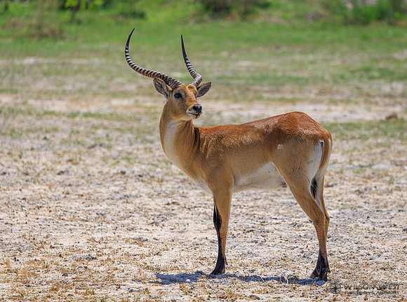 Red Lechwe