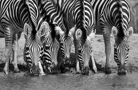 Burchell's Zebra