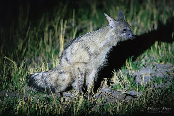 Aardwolf