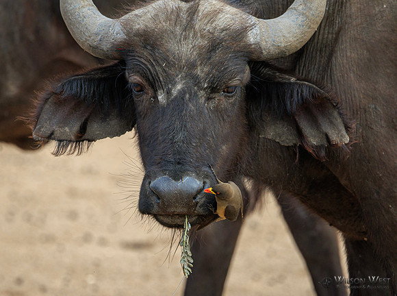 Red-billed Oxpecker, Cape Buffalo