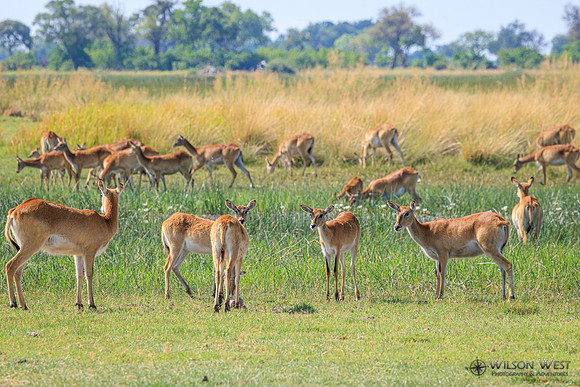 Red Lechwe