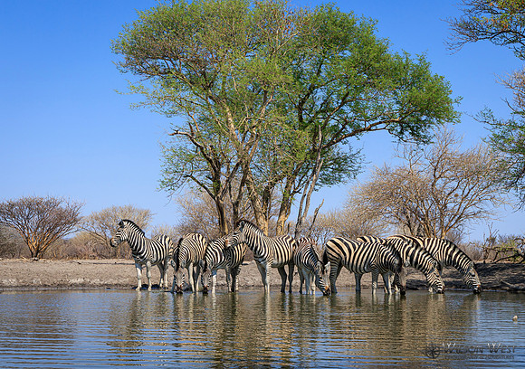 Burchell's Zebra