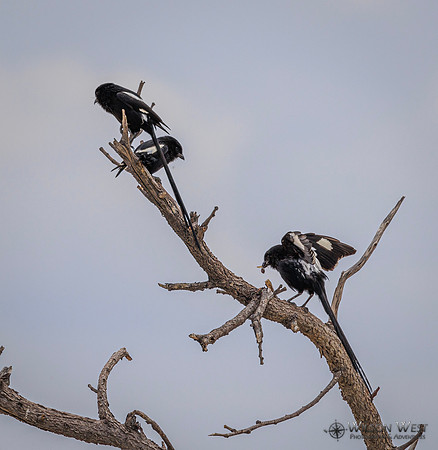 Magpie Shrike
