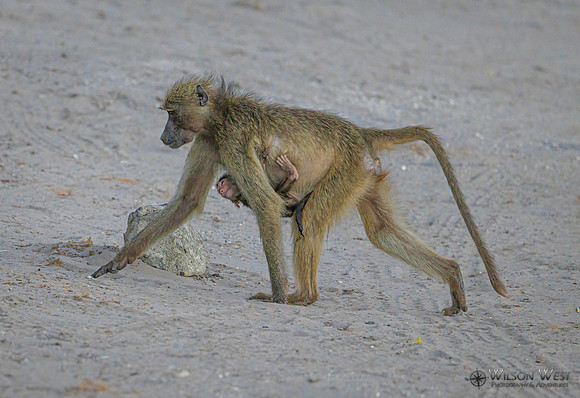 Baboon