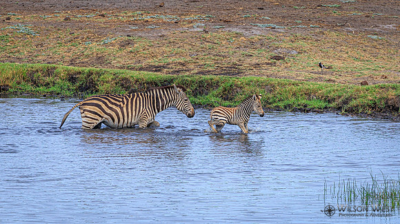 Burchell's Zebra