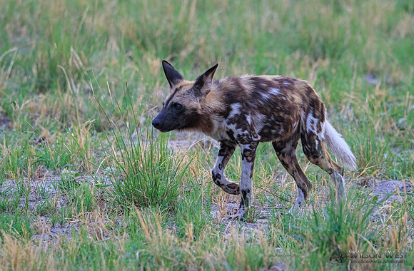 African Wild Dog