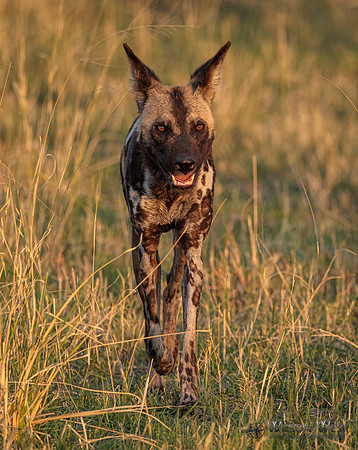 African Wild Dog