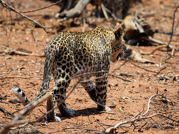 Leopard