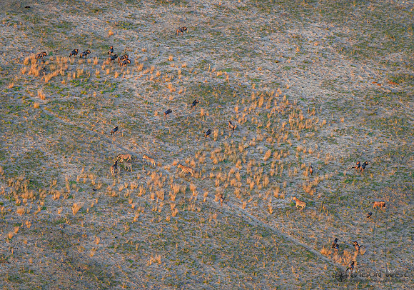 Okavango Delta Helicopter