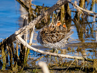 Lake Mead Birds 11-25-2020