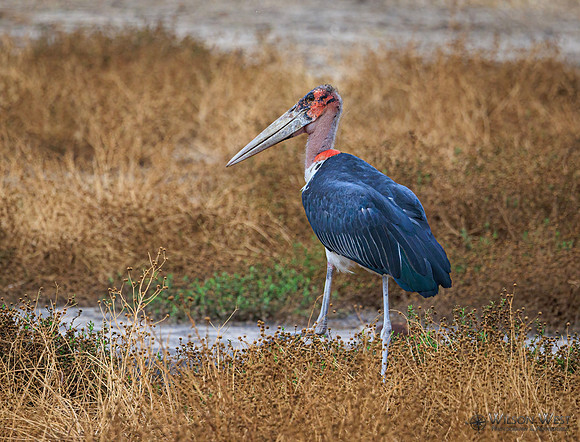 Marabou Stork