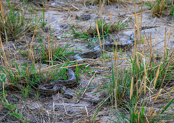 Rock Python