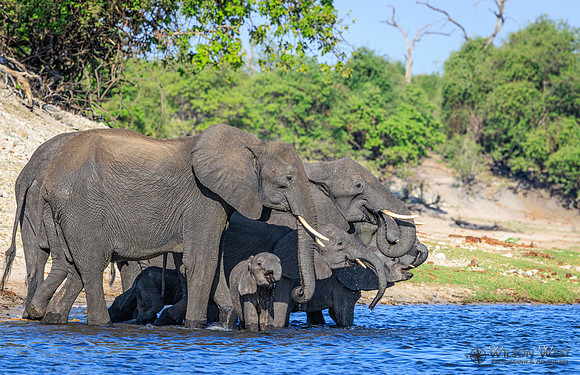 Elephant