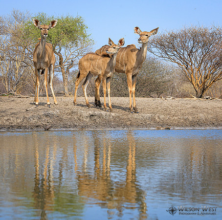 Greater Kudu