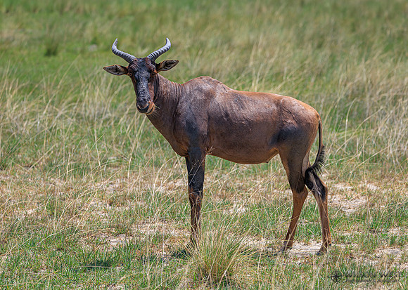 Tsessebe
