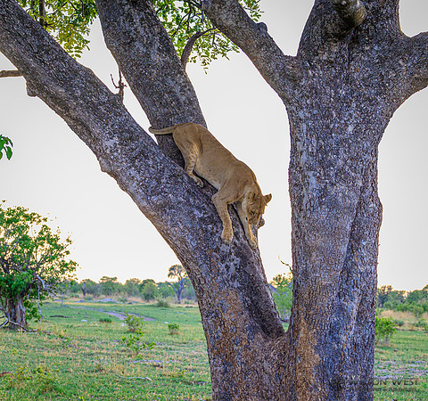 Lion