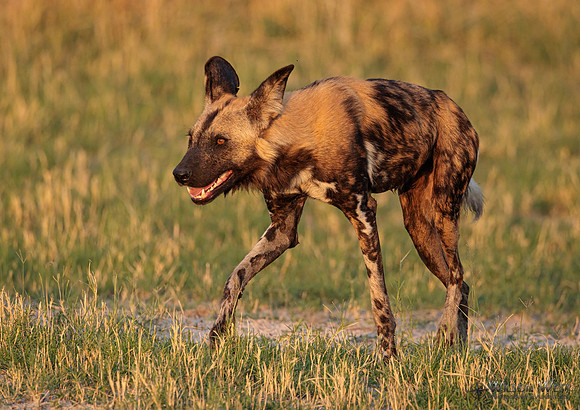 African Wild Dog