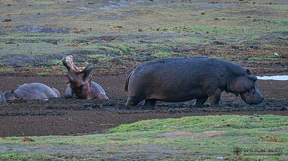 Hippopotamus