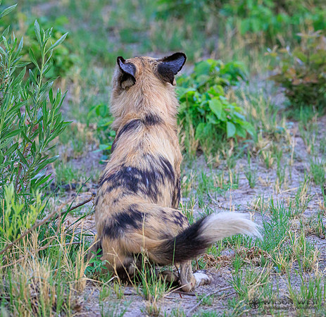 African Wild Dog