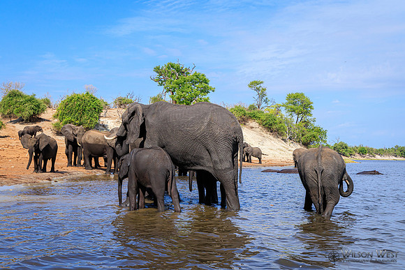 Elephant