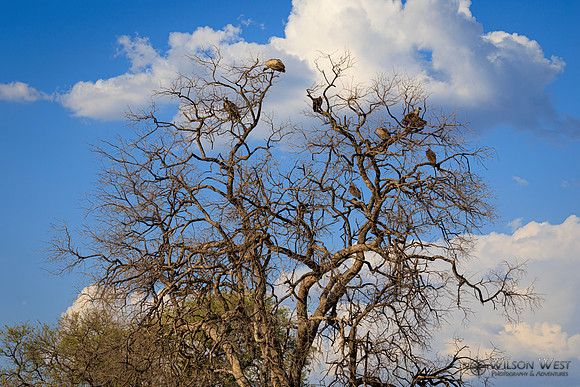 White-backed Vulture