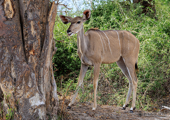 Greater Kudu