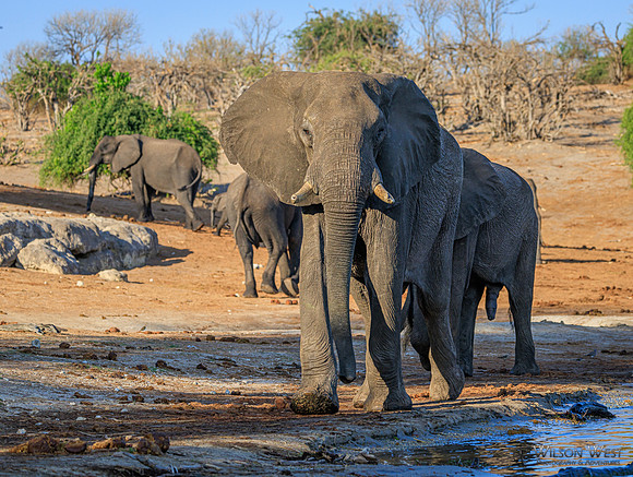 Elephant