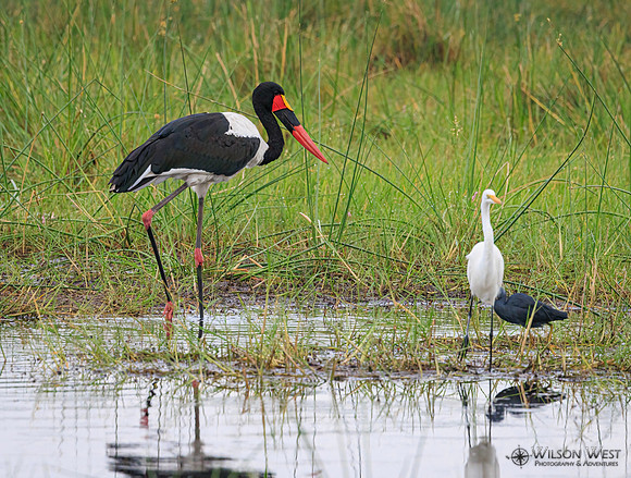 Black Heron, Great Egret, Saddle-billed Stork