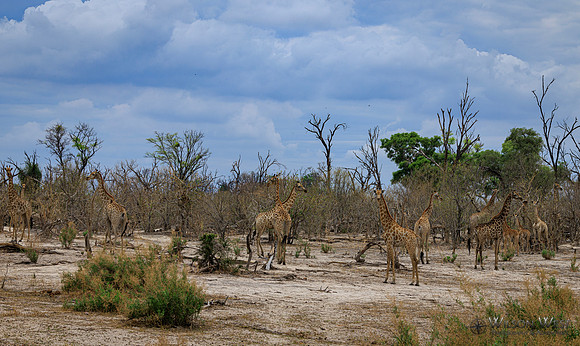 Giraffe